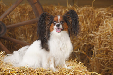 Papillon sitzt auf einem Strohballen - HTF000216