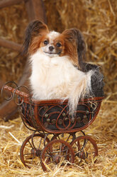 Papillon sitzt in einem kleinen Puppenwagen - HTF000217