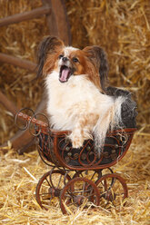 Yawning Papillon sitting in tiny doll carriage - HTF000206