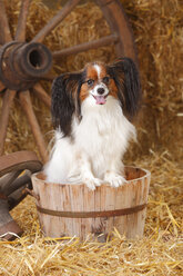 Papillon sitting in a tub - HTF000215