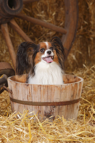 Papillon in der Wanne sitzend, lizenzfreies Stockfoto