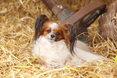 Papillon lying at hay - HTF000220