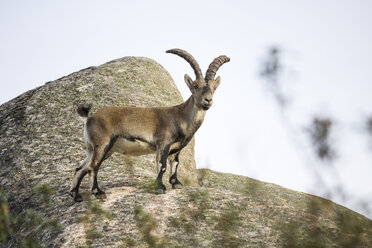 Spain, Madrid, La Pedriza, Spanish wild goat, capra pyrenaica - AMCF000004
