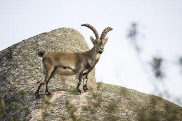 Spanien, Madrid, La Pedriza, Spanische Wildziege, capra pyrenaica - AMCF000004