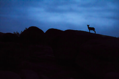 Spanien, Madrid, La Pedriza, junge spanische Wildziege, capra pyrenaica, Silhouette auf einem Felsen - AMCF000003