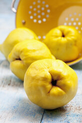 Four quinces (Cydonia oblonga) and a yellow colander on wooden table - CSF020333