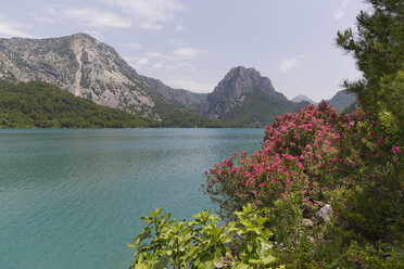 Türkei, Provinz Antalya, Manavgat, Oleander am Oymapinar-Damm - SIE004687