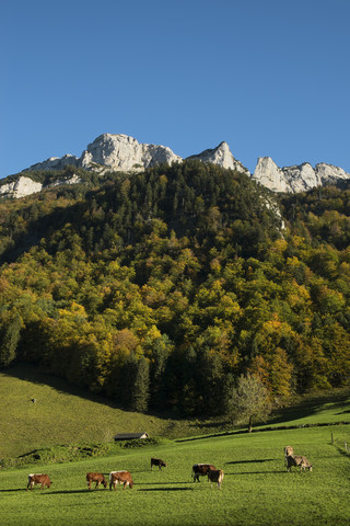 Schweiz, Kanton Appenzell Innerrhoden, Appenzeller Alpen, Kuhweide, lizenzfreies Stockfoto