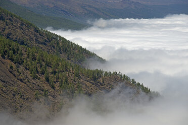 Spanien, Kanarische Inseln, Teneriffa, Kanarische Pinien im Teide-Nationalpark - WGF000092