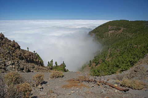 Spanien, Kanarische Inseln, Teneriffa, Kanarische Pinien im Teide-Nationalpark, lizenzfreies Stockfoto