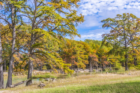 USA, Texas, Concan, Texas Hill Country Landschaft im Herbst, Zypressen am Frio River im Garner State Park - ABAF001063