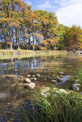 USA, Texas, Concan, Texas Hill Country Landschaft im Herbst, Zypressen am Frio River im Garner State Park - ABAF001081