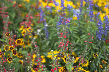 Variationen von Salvia und Zeckensamen (Coreopsis) im Blumenbeet - TCF003674