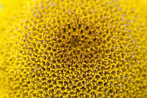 Sonnenblume (Helianthus annuus), lizenzfreies Stockfoto