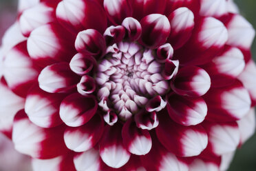 Dahlia hybrid Checkers (Asteraceae) - TCF003680