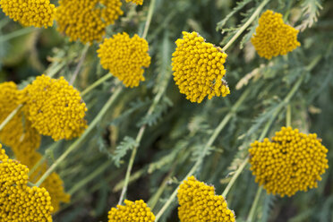 Farnblättrige Schafgarbe (Achillea filipendulina) - TCF003681