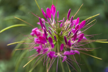 Spinnenblume (Cleome spinosa) - TCF003686