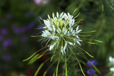 Spider flower (Cleome spinosa) - TCF003715