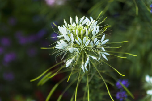 Spinnenblume (Cleome spinosa) - TCF003715