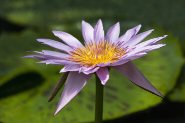 Deutschland, München, Botanischer Garten, Blüte einer Seerosenhybride - TCF003690