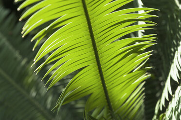 Deutschland, München, Botanischer Garten, Farn ceratozamia mexicana Schuster - TCF003696