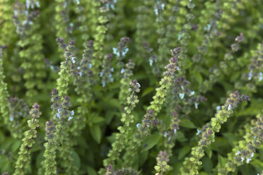 Germany, Munich, Botanical garden, Hoary basil - TCF003701