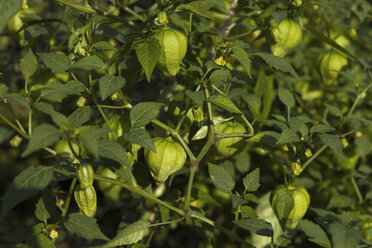 Deutschland, München, Botanischer Garten, Tomatillo-Pflanzen - TCF003704