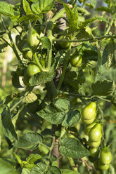 Deutschland, München, Botanischer Garten, Tomatenpflanzen - TCF003705