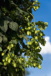 Germany, Munich, Botanical garden, Hops - TCF003706