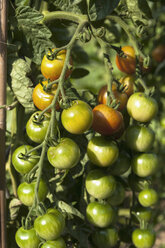 Deutschland, München, Botanischer Garten, Tomatenpflanzen - TCF003708