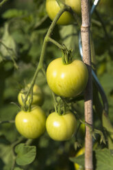 Germany, Munich, Botanical garden, Tomato plants - TCF003709