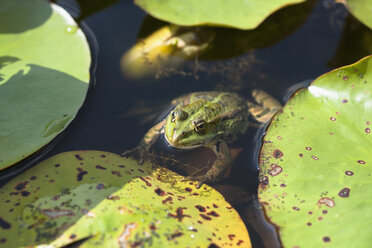 Deutschland, München, Botanischer Garten, Frosch im Teich - TCF003710