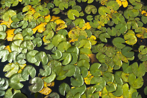 Deutschland, München, Botanischer Garten, Seerosenblätter, lizenzfreies Stockfoto