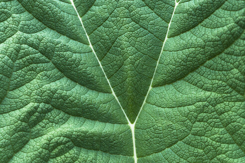 Deutschland, München, Botanischer Garten, Gunnera, Gunnera tinctoria Mirbel - TCF003714