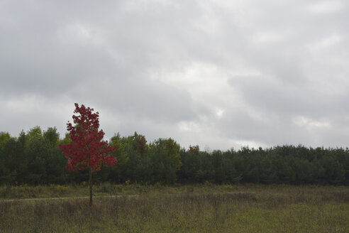 Einzelner Baum mit roten Herbstblättern - AXF000596