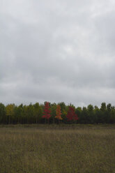 Drei Bäume mit roten Herbstblättern - AXF000595