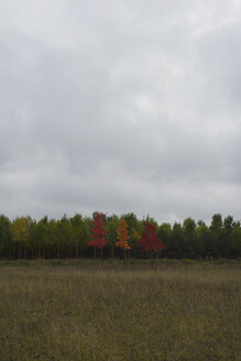 Drei Bäume mit roten Herbstblättern - AXF000595