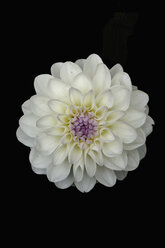 Blüte einer weißen Dahlie (Dahlia) vor schwarzem Hintergrund - AXF000588