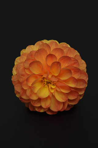 Blüte einer orangefarbenen Dahlie (Dahlia) vor schwarzem Hintergrund, lizenzfreies Stockfoto