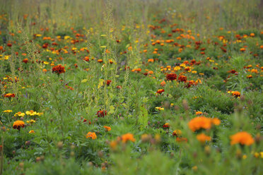 Wiese mit roten und orangen Ringelblumen (Tagetes erecta) - AXF000581