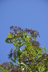 Krone eines Holunderbusches (sambucus cerulea) mit Holunderbeeren vor blauem Himmel - AXF000572