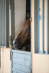 Germany, NRW, Korchenbroich, Horse in stable - CLPF000007