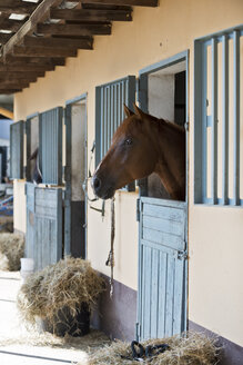 Germany, NRW, Korchenbroich, Horse in stable - CLPF000006