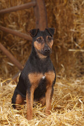 Deutscher Jagdterrier sitzend im Heu - HTF000231