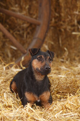 Deutscher Jagdterrier liegend im Heu - HTF000232