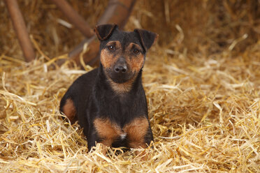 German Hunting Terrier lying at hay - HTF000233