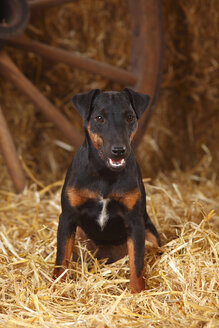 Deutscher Jagdterrier sitzend im Heu - HTF000234