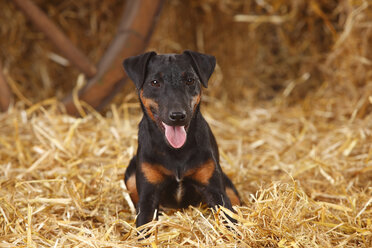 German Hunting Terrier lying at hay - HTF000236