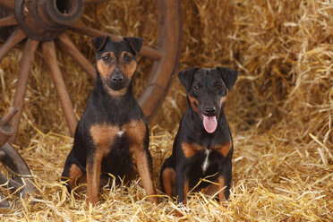 Zwei Deutsche Jagdterrier sitzen im Heu - HTF000237