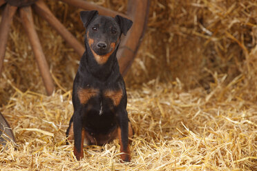 Deutscher Jagdterrier sitzend im Heu - HTF000240